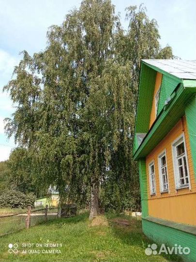 Спил деревьев