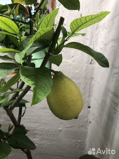 Лимон плодоносящий