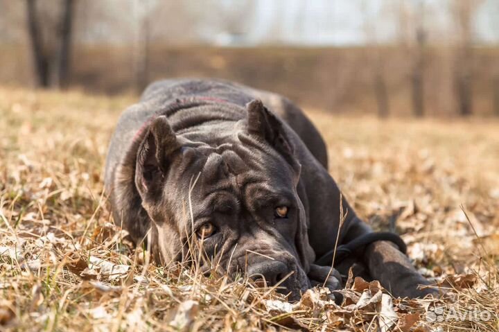 Щенки кане Корсо