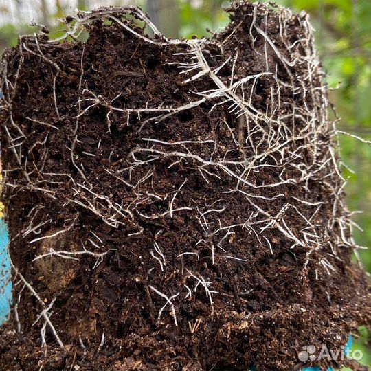 Гортензия Аннабель