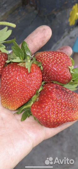 Саженцы клубники