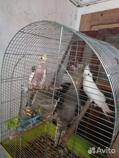 Птенец Кореллы