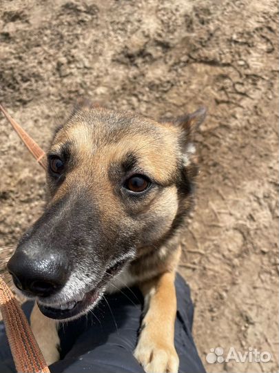 Миниовчарка