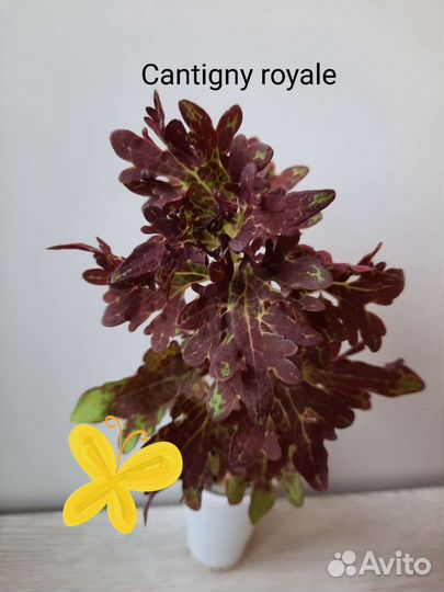 Колеусы, срезы и укоренённые