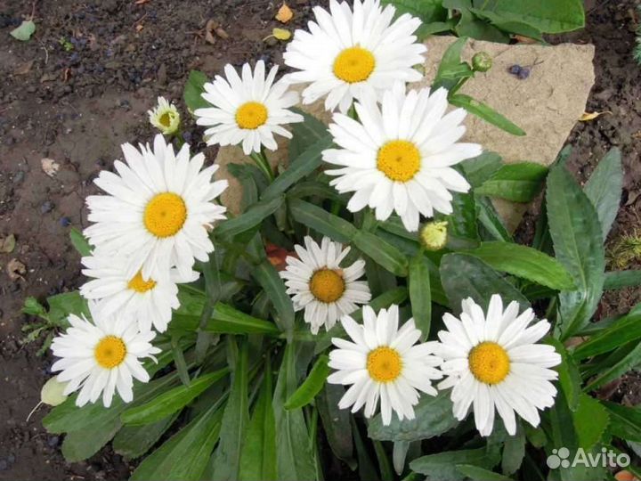 Пион розовый, лилейник, ромашка саженец