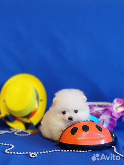 Мини мишка шпиц