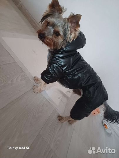 Ищем девочку