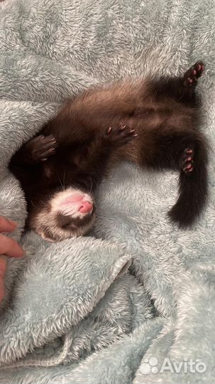 Хорьки малыши с доставкой