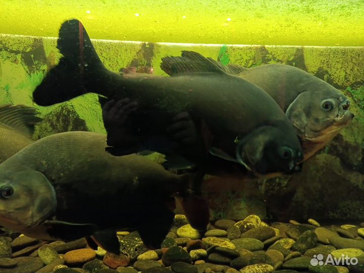Аквариум с тумбой 400 литров и 4 пираньи