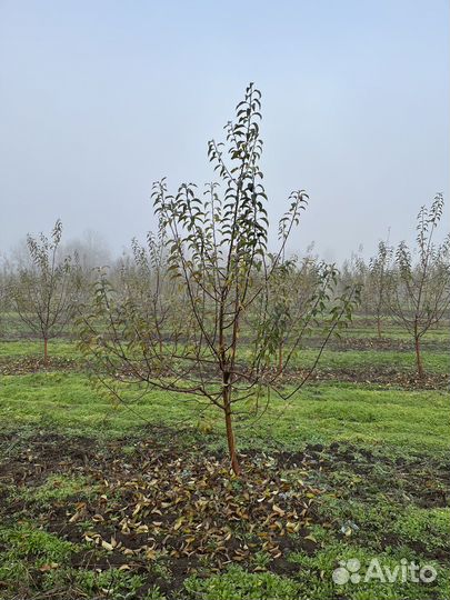 Обрезка деревьев