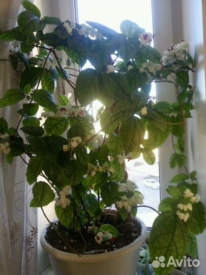 Клеродендрум госпожи Томпсона Мята домашняя