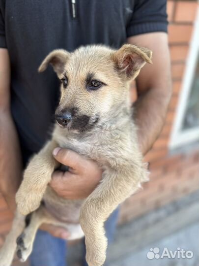 Лучший друг