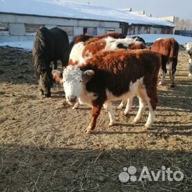 Купить семя молочных быков по выгодной цене с доставкой по РФ