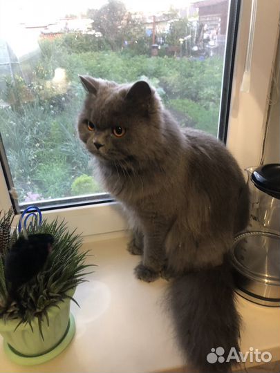 Британская кошка бесплатно