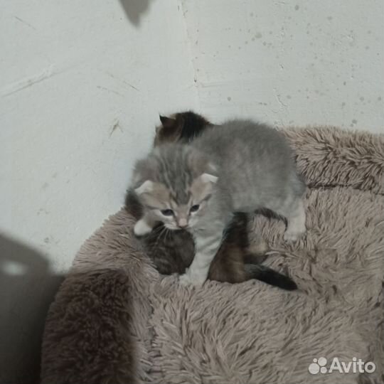 Британская кошка в дар