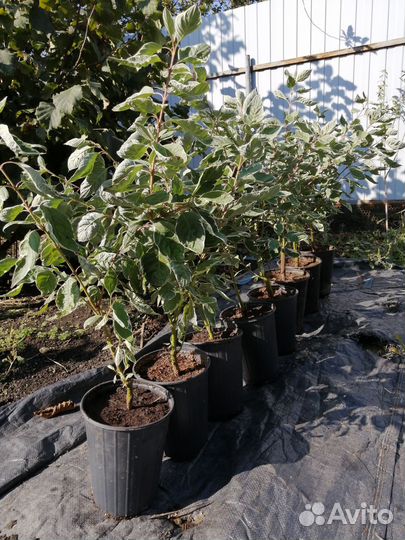 Дерен пестролистный зкс