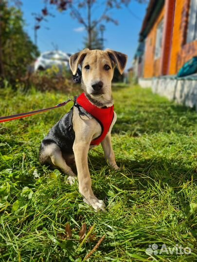 Собака в добрые руки