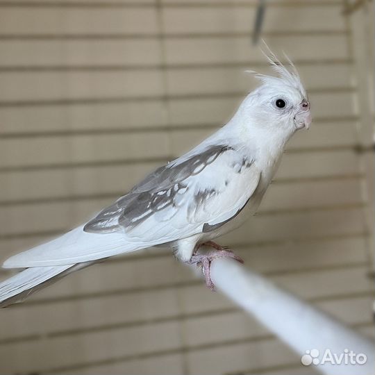 Попугай корелла (самец)