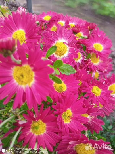 Хризантемы