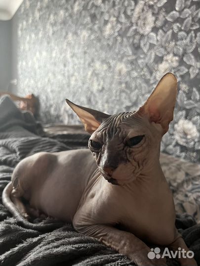 Донской сфинкс браш котята