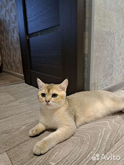 Британский котик