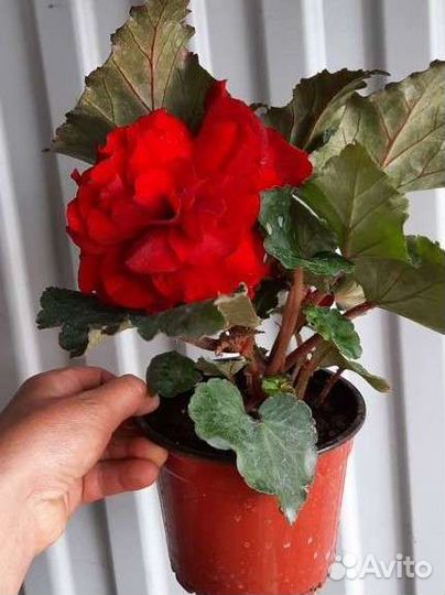 Бегония клубневая