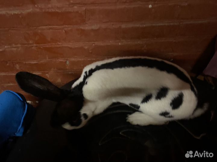 Кролики немецкий пестрый великан