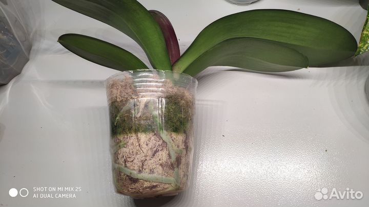 Орхидея фаленопсис