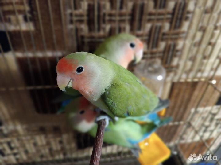 Попугаи неразлучники с клеткой