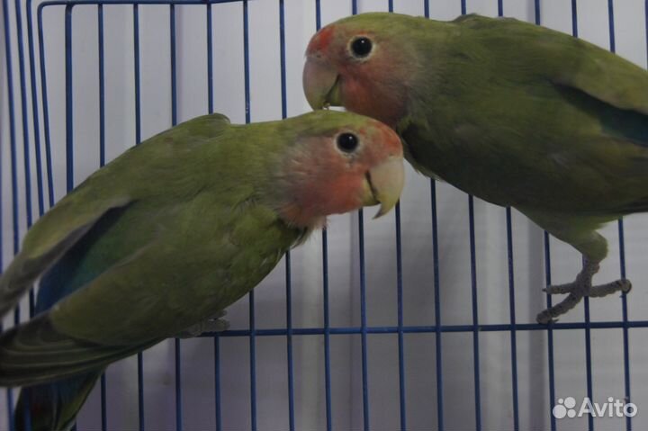 Неразлучники