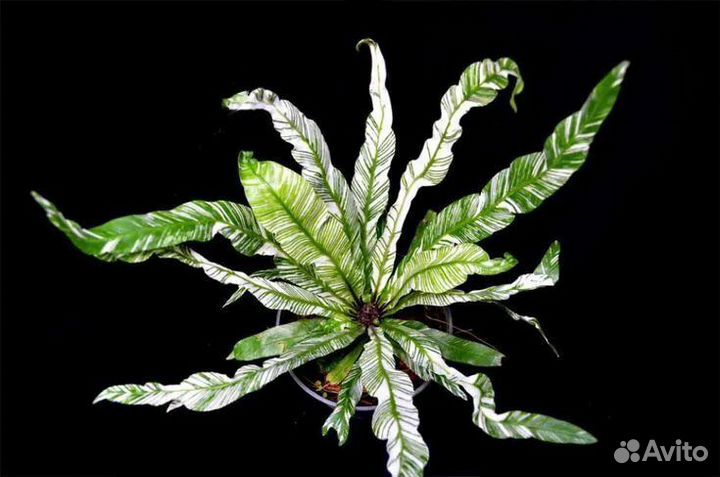 Асплениум нидус вариагатный