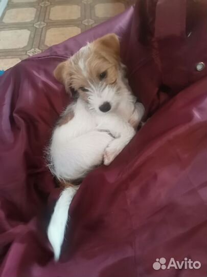 Щенок джек рассел (брокен)