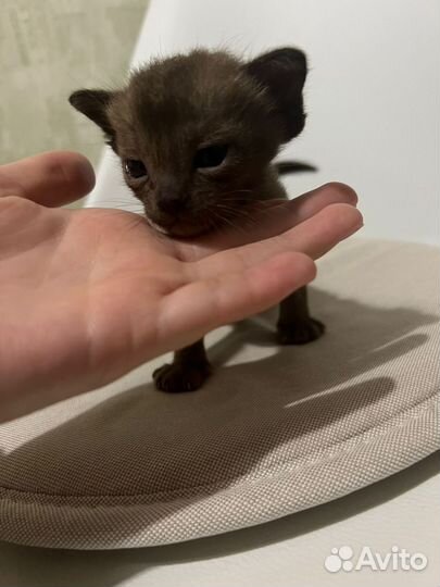 Европейская Бурма