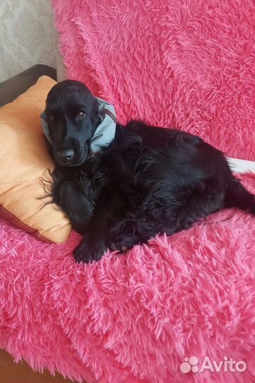 Домашняя передержка собак