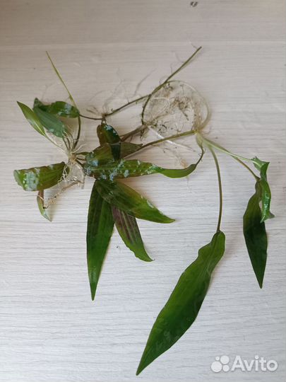 Креветки. Растения аквариумные