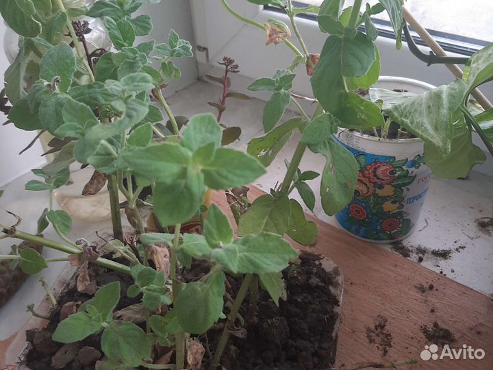 Мята перечная