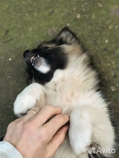 Малышка в добрые руки