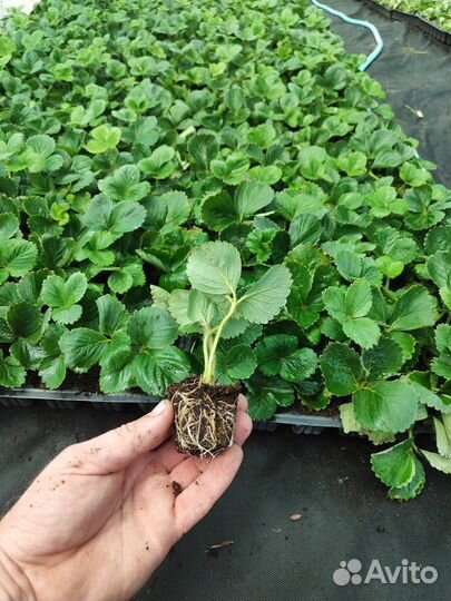 Рассада клубники