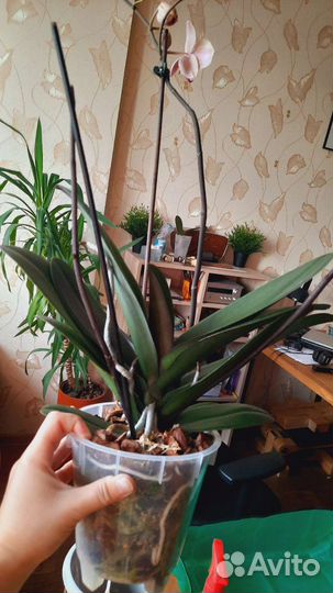 Орхидея фаленопсис