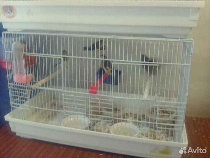 Певчие птицы