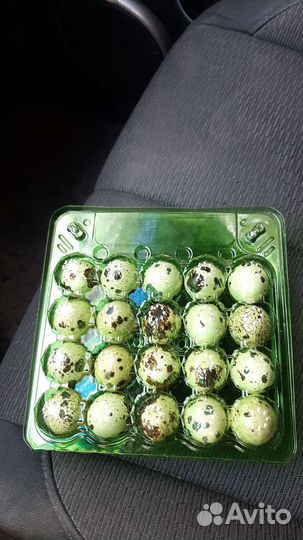 Перепела продажа