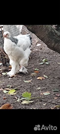 Брама Белая (Колумбийская)