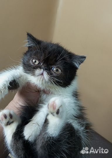 Котик Экзот в любимцы