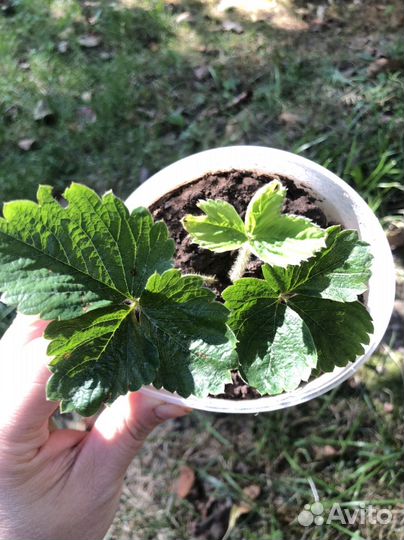 Рассада клубники виктория сорт лорд