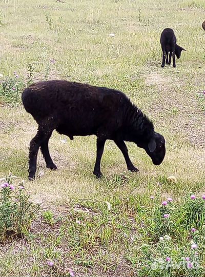 Курдючные бараны живым весом 250 р