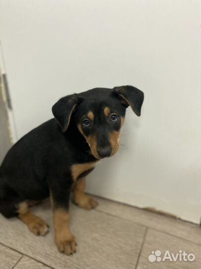 Щенок без имени. Некуда идти. В дар