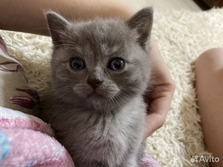 Британская