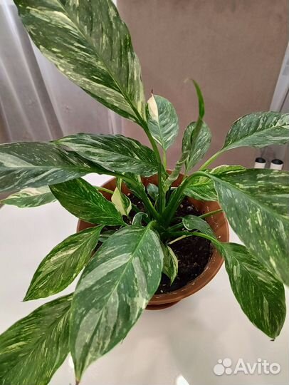 Спатифиллум джемени