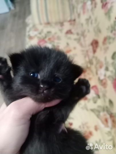 Котенок Мрак