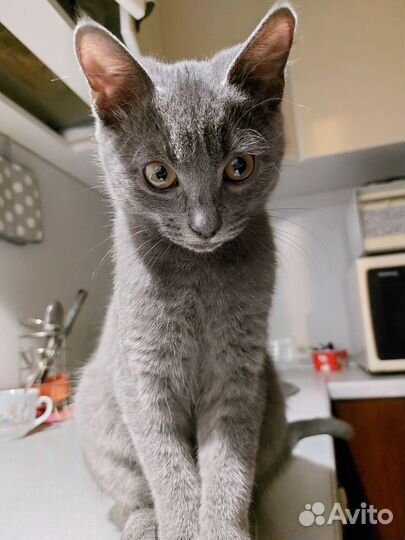 Передержка котов/грызунов, котоняня, котоситтер